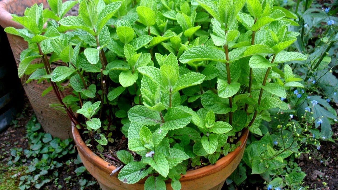 পুদিনা- ছাদে এক সম্ভাবনা