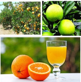 মাল্টার মিষ্টতা বৃদ্ধির উপায়