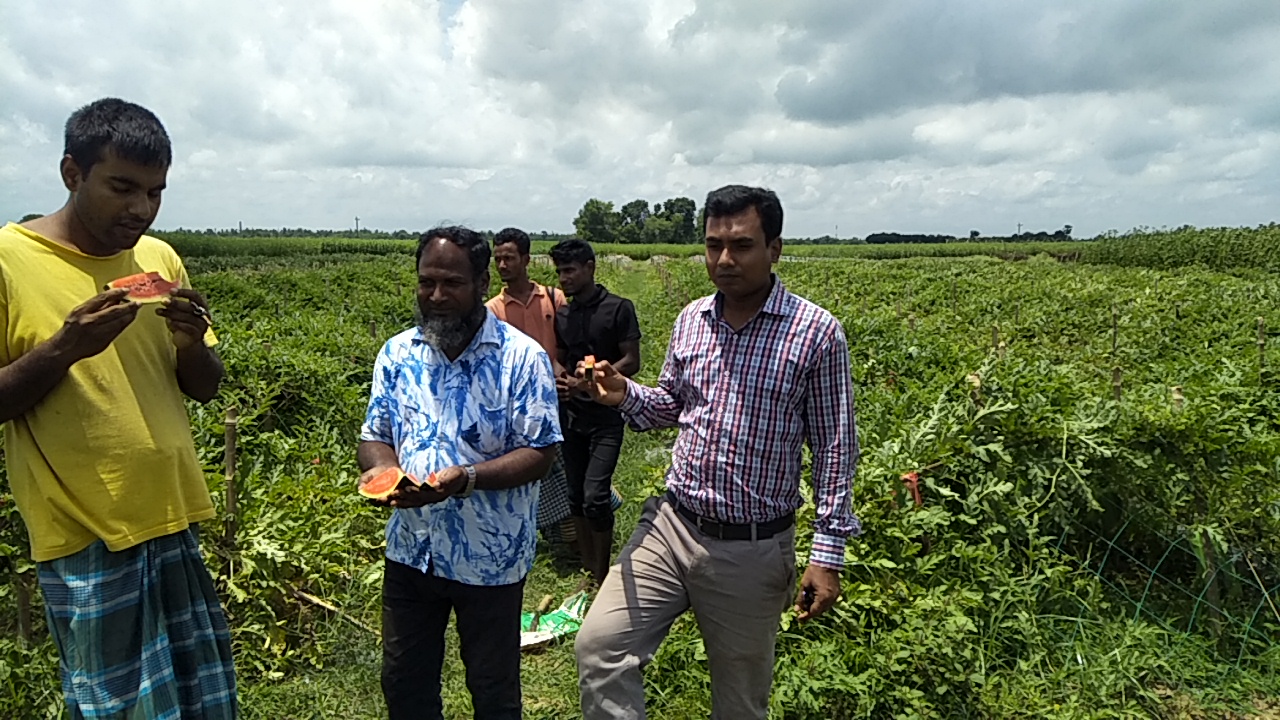 বারোমাসি তরমুজ