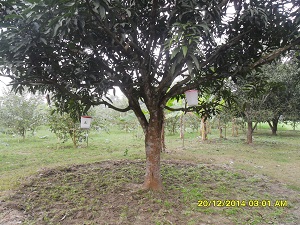 আমের ভালো ফলন নিশ্চিত করতে করণীয়