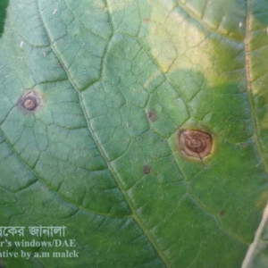 শালগম পাতার রিং দাগ রোগ