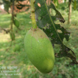 আমের দাদ রোগ বা স্ক্যাব