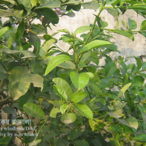 লেবুর কাল জাব পোকা