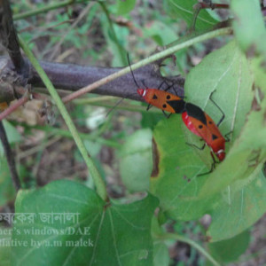 তুলার লাল গান্ধি পোকা