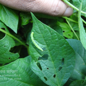 মাসকলাইয়ের ঘোড়া পোকা