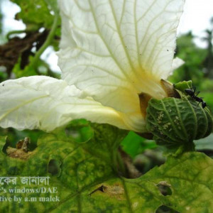 কাকরোলের জাপ পোকা