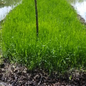 বহরমপুর, ষাটপাকিয়া ব্লক, নলছিটি, ঝালকাঠি।