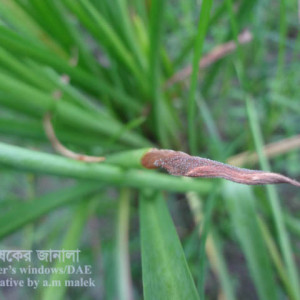 রজনীগন্ধার বোট্রাইটিস রোগ