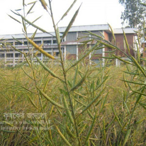 সরিষার জাবপোকা বা এফিড