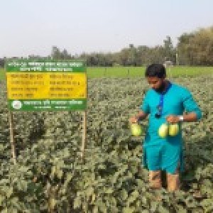 বিটি বেগুন-৪ এর প্রদর্শনী পরিদর্শন করছেন এইও,গাবতলী