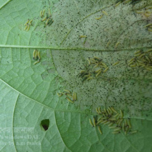 শিমের টোবাকো ক্যাটারপিলার পোকা